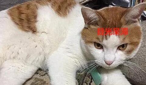 强行带猫咪回家, 结果它恼怒万分, 回家后就黑着脸
