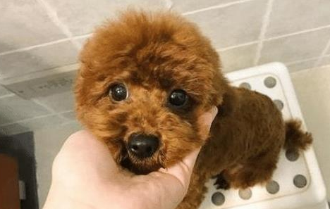 泰迪犬“最怕”的6类人，看到都发抖，希望你不在！ 
