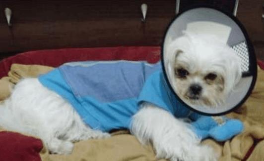 如何防止自家母狗被骚扰, 主人想出了如此损招, 确实佩服! 
