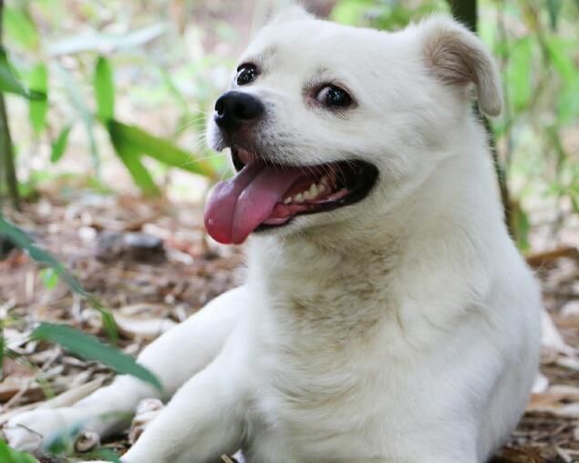 中华田园犬那么优秀,养的人依旧不多 中华田园犬那么优秀,养的人依旧不多