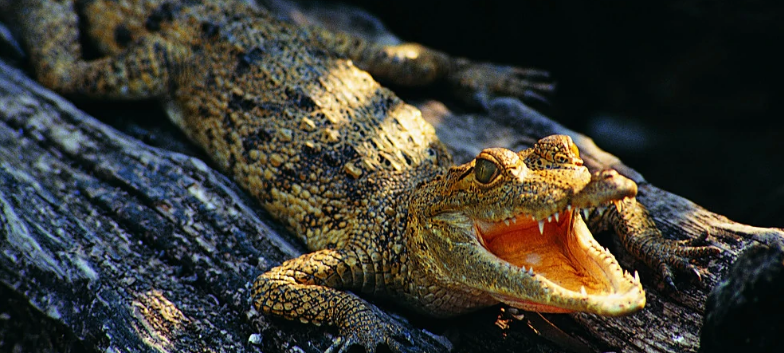1,基本信息拉丁文学名:crocodylusintermedius英文名称:orinoco