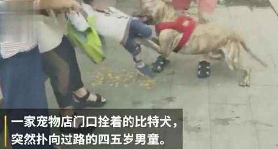 宠物店将恶犬栓门口,4岁男童被咬住不放,网友:老板真该死 宠物店将恶犬栓门口,4岁男童被咬住不放,网友:老板真该死