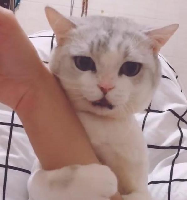 家有宠物,猫咪和鹦鹉这样的组合是怎样的体验? 家有宠物,猫咪和鹦鹉这样的组合是怎样的体验?