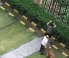 老人遭未牵绳小狗扑咬，金毛本可逃命却返回护主，被男狗主打死