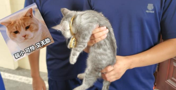 猫头被手镯卡住了，消防员却发出灵魂拷问：保猫还是保镯子？ 