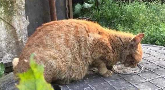 女子捡回一只小猫,带回家养了2个月后,闺蜜:确定真是小奶猫? 女子捡回一只小猫,带回家养了2个月后,闺蜜:确定真是小奶猫?