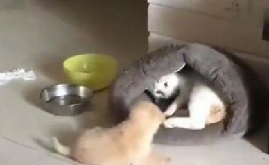 小金毛钻猫窝，猫咪忍无可忍，一脚踹飞金毛，你的狗窝在那边呢