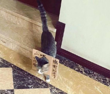 猫咪出门总打架,主人想出妙招给猫带了耻辱框 猫咪出门总打架,主人想出妙招给猫带了耻辱框
