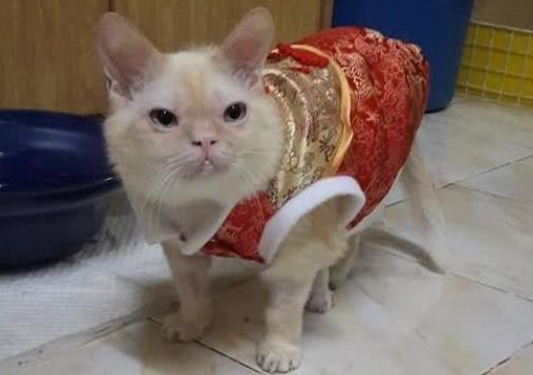 猫咪长相不普通, 主人时常吐槽: 长得跟闹着玩的, 还玩跨界