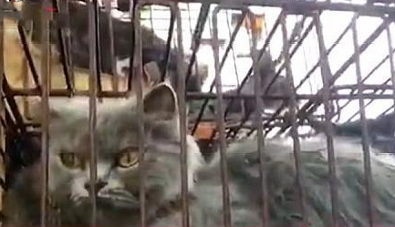 十几个铁笼子里装了700多只猫,警方:初步得知是运往外地当食材 十几个铁笼子里装了700多只猫,警方:初步得知是运往外地当食材