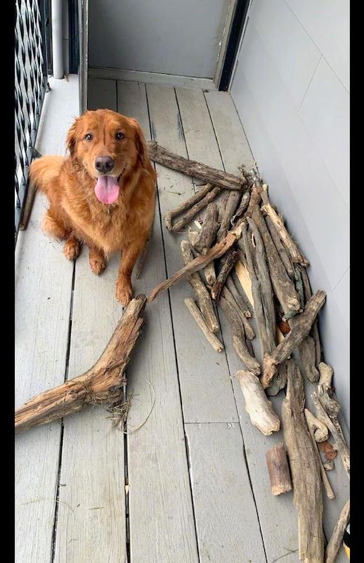 金毛喜欢捡木头回家,还得意的向主人炫耀:我才是真正的“柴”犬 金毛喜欢捡木头回家,还得意的向主人炫耀:我才是真正的“柴”犬