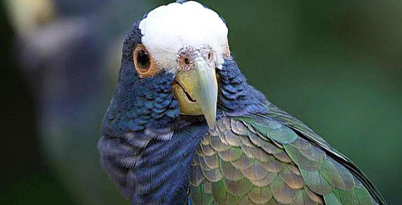 圣文生亚马逊鹦鹉吃什么,圣文生亚马逊鹦鹉寿命有多久,圣文生亚马逊