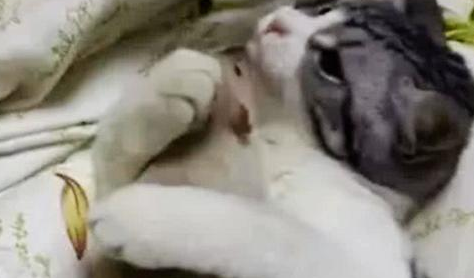 女孩下班回到家,发现猫咪抱着玩具在啃 女孩下班回到家,发现猫咪抱着玩具在啃