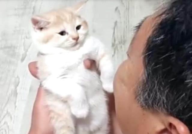 那个说着把猫带回家就跟猫一起滚蛋的老爸竟然对猫做出这种事 