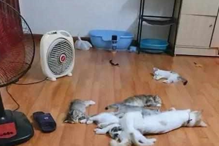 网友下班回家,打开风扇后,9只猫咪的反应让她笑喷