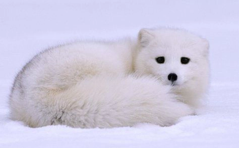 生活在北极圈附近的雪狐你了解多少？