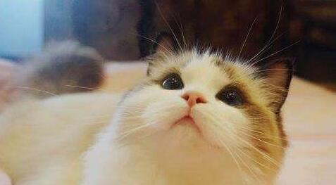 杂交猫和纯血统猫相比,原来有这么多的优势! 杂交猫和纯血统猫相比,原来有这么多的优势!
