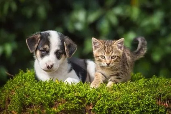 看到猫咪和狗子的神仙友情,网友们直呼慕了慕了…… 看到猫咪和狗子的神仙友情,网友们直呼慕了慕了……