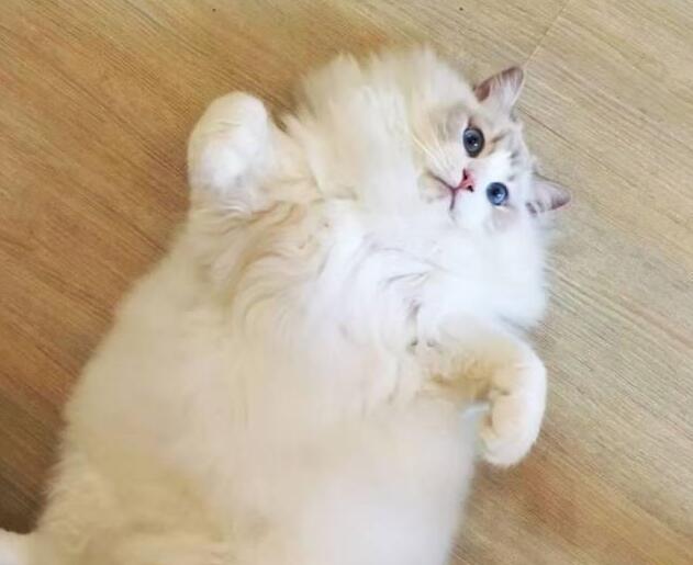 我一直以为我家的布偶猫是个大胖子，直到我给宠物猫剃了毛