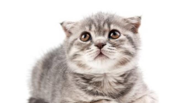 宠物猫健康自查终极指南：用正确的方法还需要专业的体检！(图2)