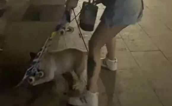 福建小狗当街抢走路人滑板，玩得不肯撒手，女主人崩溃大喊：还给别人嘛