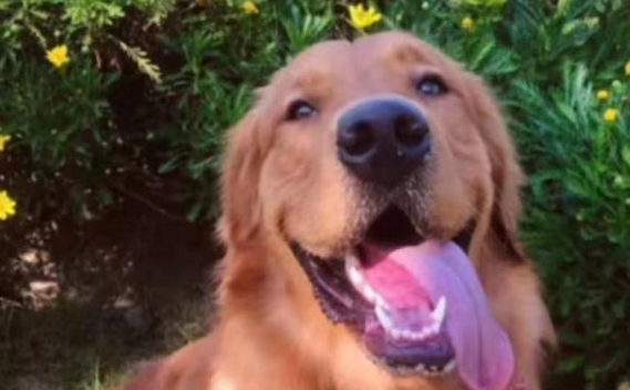 金毛犬托运途中死亡宠物托运公司被指擅自将空运改陆运 市场监管部门已介入 金毛犬托运途中死亡宠物托运公司被指擅自将空运改陆运 市场监管部门已介入