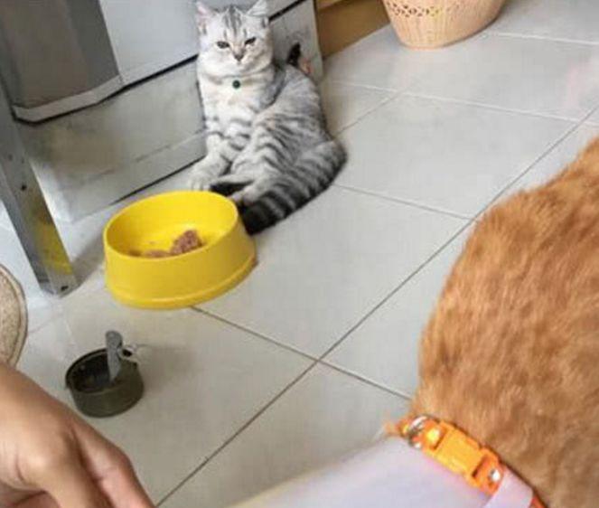 铲屎官给生病的橘猫加餐, 灰猫看到后, 受到打击的它这样做! 铲屎官给生病的橘猫加餐, 灰猫看到后, 受到打击的它这样做!