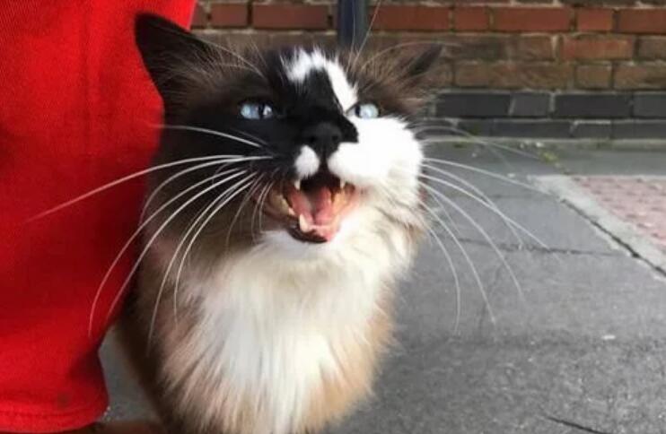 大叔看中了一只流浪猫,相处几天后却被嫌弃,原来还有个“替身” 大叔看中了一只流浪猫,相处几天后却被嫌弃,原来还有个“替身”