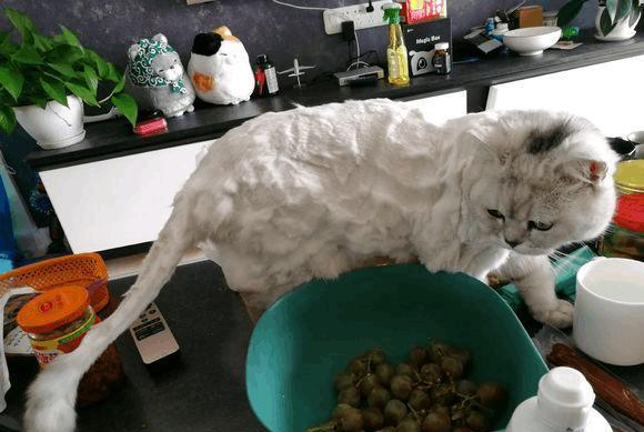 猫咪被喝醉的理发师剪了这样的发型, 酒醒后理发师哭笑不得 