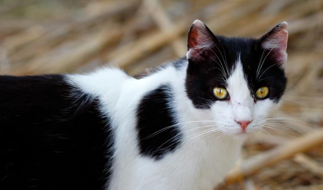 猫咪很喜欢跑酷，每天都会在规定的时间内做广播体