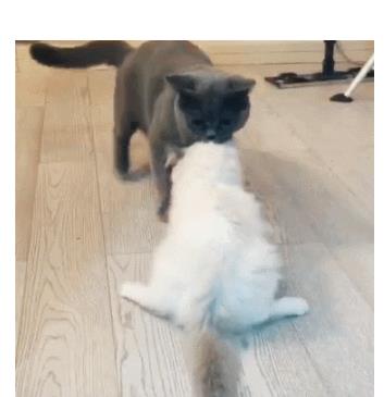 主人带回来一只猫，原住猫很生气，叼着猫头往外拖