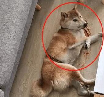 朋友下班回家, 看到柴犬的样子吓坏了, 过去一看原来狗子在演戏 朋友下班回家, 看到柴犬的样子吓坏了, 过去一看原来狗子在演戏
