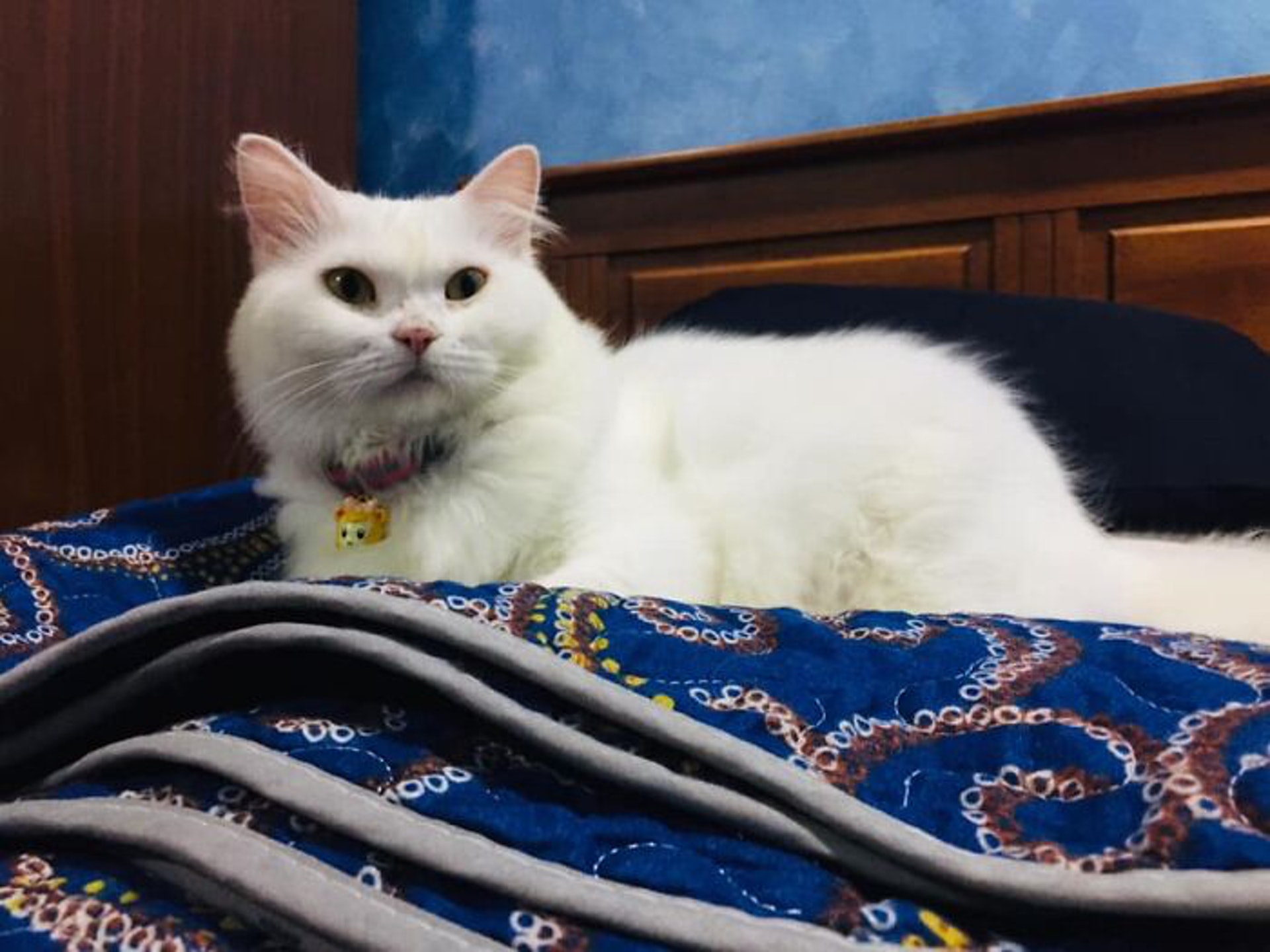 秃毛猫闯入后院等死，被屋主救起，5个月后蜕变成“白雪公主”&nbsp;.jpeg