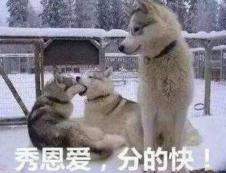 狗狗脾气差，动不动就发飙，那是因为你没有找到原因