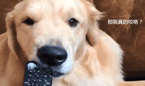 金毛做错事遭主人训斥, 眼看证据确凿, 干脆主动还原犯罪过程 金毛做错事遭主人训斥, 眼看证据确凿, 干脆主动还原犯罪过程