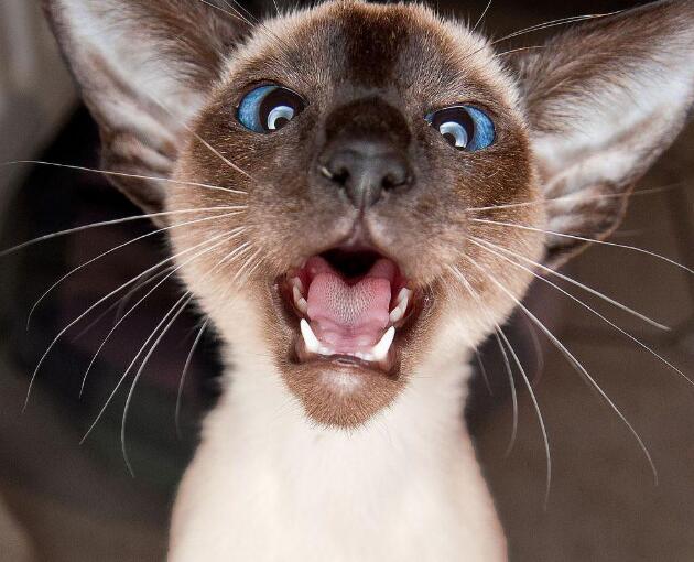 最会“记仇”的五种猫咪，美国短尾猫上榜，小心猫咪恨你一辈子！