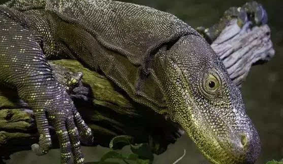 要想了解萨氏巨蜥可以来这看看