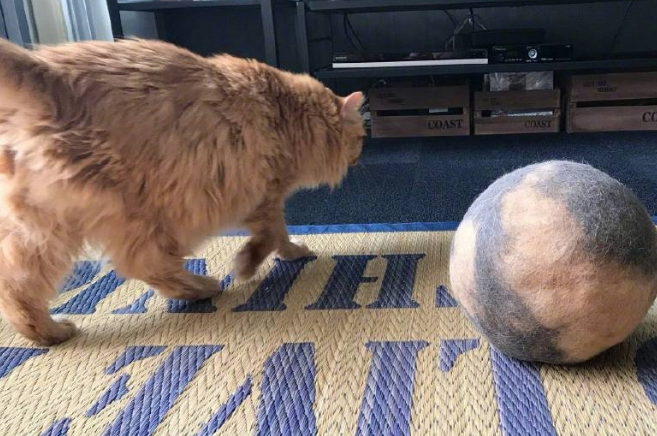 猫咪一直掉毛怎么办？猫咪：我怎么可以掉这么多毛！