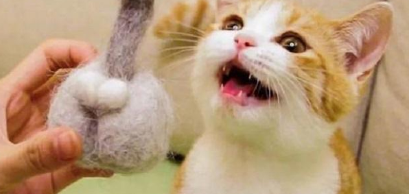 养猫就要养公猫，好处有5个，养了不后悔