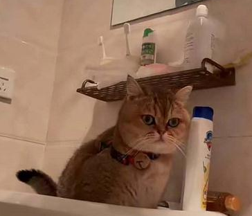 网红带猫骑行川藏线，被质疑靠猫博热度后，怒怼：它被我虐习惯了 