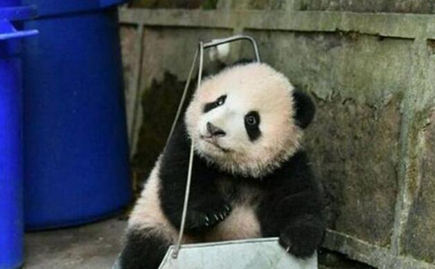 心机熊猫宝宝赖在簸箕里不肯走，奶爸看到生无可恋，网友都笑炸了