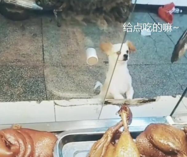 小狗偷吃却不逃，在店门口徘徊，老板：抓了看门还债！
