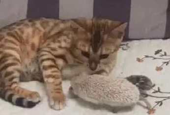 家中来了位新成员,猫咪想以大欺小,这一脚下去让自己哭爹喊娘