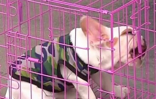 男子买了条法国斗牛犬,回家一看傻了眼,老板:你打电话报警吧 男子买了条法国斗牛犬,回家一看傻了眼,老板:你打电话报警吧