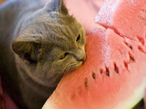 夏天养猫,宠主别再犯这些“错误”了,对猫没好处!