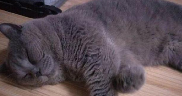 养猫就要养公猫，好处有5个，养了不后悔 