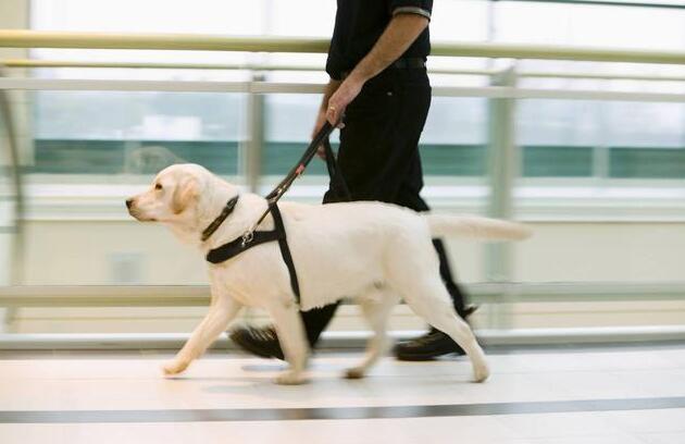 一只导盲犬成本高达22万,还需要保姆伺候:是谁把它们吹成神犬? 一只导盲犬成本高达22万,还需要保姆伺候:是谁把它们吹成神犬?