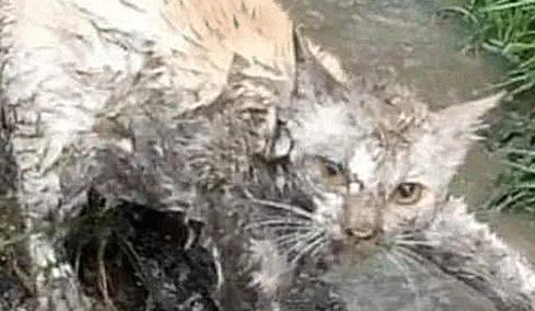 到处找不到猫咪，再次见到时却不想要了：确定养是的猫？ 