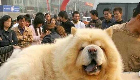 把松狮送到老爸那，一个月后看到狗狗的样子，恨不得笑出腹肌