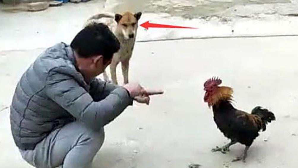 铲屎官跟只鸡在一旁玩游戏,狗狗满脸不屑:难怪你一直单身 铲屎官跟只鸡在一旁玩游戏,狗狗满脸不屑:难怪你一直单身